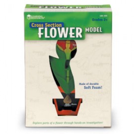 Cross-Section Flower Model