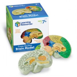 Cross-Section Human Brain Model