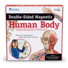 Double-Sided Magnetic Human Body